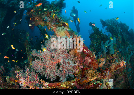 Korallen verkrusteten Wrack Liberty Wrack, Tulamben, Bali, Indonesien. Stockfoto