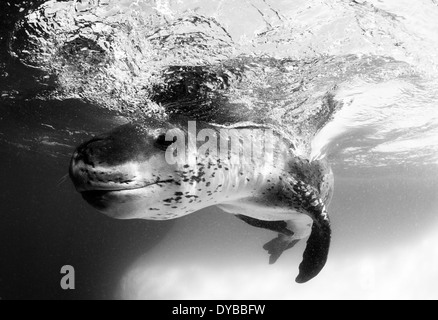 Gesichts Blick auf ein Seeleopard (Hydrurga Leptonyx) während eine enge Begegnung, Astrolabium Island, Antarktis. Stockfoto