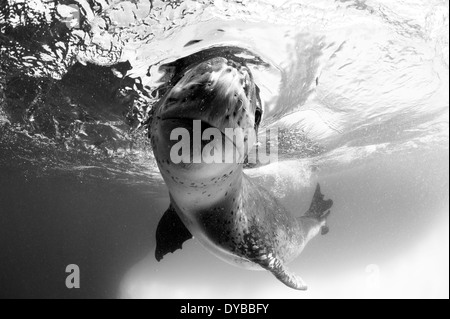 Gesichts Blick auf ein Seeleopard (Hydrurga Leptonyx) während eine enge Begegnung, Astrolabium Island, Antarktis. Stockfoto