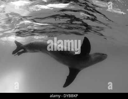 Voller Körper Seitenansicht ein Seeleopard (Hydrurga Leptonyx), Astrolabium Island, Antarktis. Stockfoto