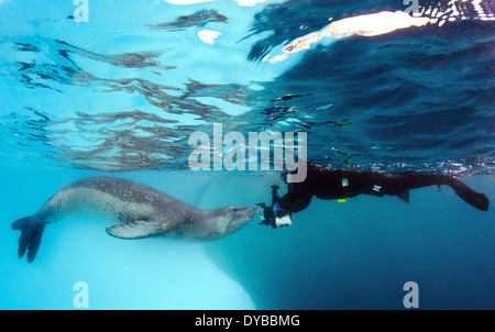 Taucher kommt von Angesicht zu Angesicht ein Seeleopard, Astrolabium Island, Antarktis. Stockfoto