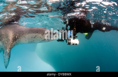 Taucher kommt von Angesicht zu Angesicht ein Seeleopard, Astrolabium Island, Antarktis. Stockfoto