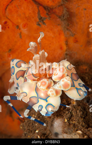 Harlekingarnelen (Hymenocera Elegans), mit leuchtend roten Schwamm in den Hintergrund, Tulamben, Bali, Indonesien. Stockfoto