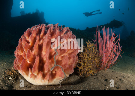 Riesiges Fass-Schwamm und Meer Peitsche vor der Liberty Wrack mit Taucher im Hintergrund, Tulamben, Bali, Indonesien. Stockfoto