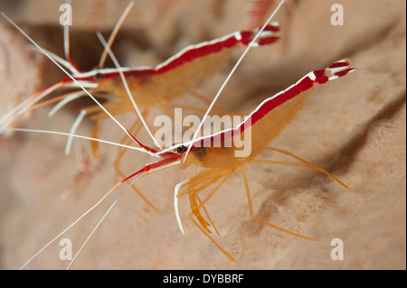 Ein paar weiße gestreifte Putzergarnelen (Lysmata Amboinensis), Tulamben, Bali, Indonesien. Stockfoto