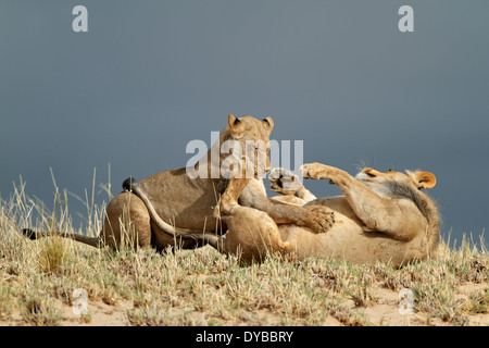 Verspielte junge afrikanische Löwen (Panthera Leo), Kalahari-Wüste, Südafrika Stockfoto