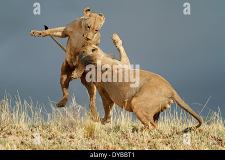 Verspielte junge afrikanische Löwen (Panthera Leo), Kalahari-Wüste, Südafrika Stockfoto