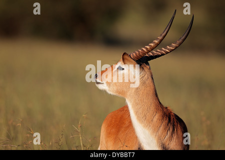 Porträt eines männlichen roten Letschwe Antilopen (Kobus Leche), Südliches Afrika Stockfoto