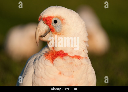 Lange-billed Corella (Cacatua Tenuirostris), Centennial Park, Sydney, Australien Stockfoto