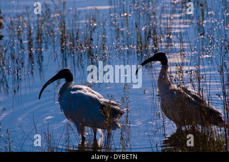 Australische weißes Ibis, Centennial Park, Sydney Stockfoto