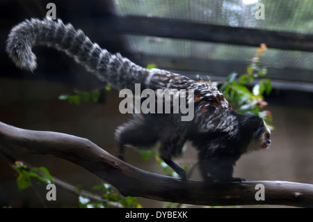 Callithrix Geoffroyi, Gefangenschaft, zwei gescheckte Marmoset, endemisch, Espirito Santo, Brasilien Stockfoto