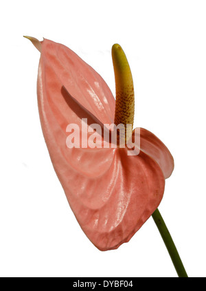 Rosa Anthurium auf weißem Hintergrund Stockfoto