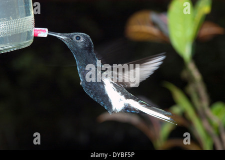 Schwarzen Jakobiner Kolibri, Florisuga Fusca, Museum der Biologie Mello Leitao, Santa Teresa, Espirito Santo, Brasilien Stockfoto