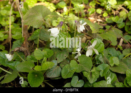 Sweet Violet, Viola odorata Stockfoto