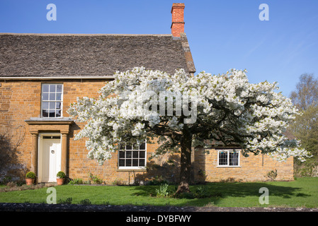 Prunus Tai-Haku. Großer weißer Kirschbaum in Blüte vor einem Steinhaus in Adderbury, Oxfordshire, England Stockfoto