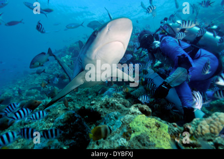 Silvertip Shark, Carcharhinus häufig schwimmt durch Taucher, Beqa Lagoon, Viti Levu, Fidschi, Südpazifik Stockfoto