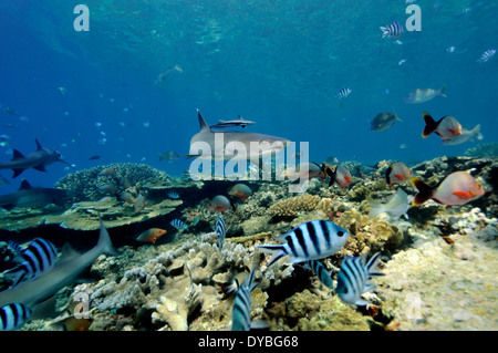 Weißspitzen-Riffhaie, Triaenodon Obesus, schwimmt durch ein gesundes tropischen Riff, Beqa Lagoon, Viti Levu, Fidschi, South Pacific Stockfoto