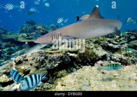 Zwei Weißspitzen-Riffhaie, Triaenodon Obesus, Schwimmen, indem Sie eine gesunde tropischen Riff, Beqa Lagoon, Viti Levu, Fidschi, South Pacific Stockfoto