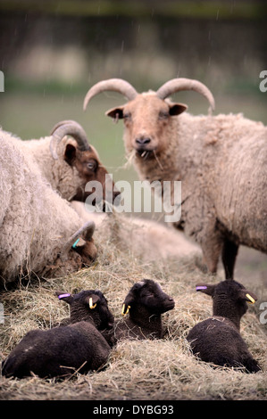 Manx Loaghtan Schafe mit ihren Lämmern Frühling Wiltshire UK Stockfoto