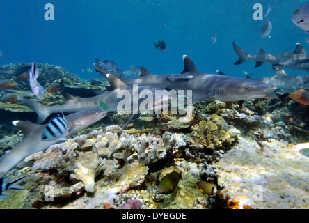 Mehreren Weißspitzen-Riffhaie, Triaenodon Obesus, Schwimmen von einem gesunden tropischen Riff, Beqa Lagoon, Viti Levu, Fidschi, South Pacific Stockfoto