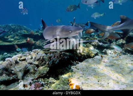 Mehreren Weißspitzen-Riffhaie, Triaenodon Obesus, Schwimmen von einem gesunden tropischen Riff, Beqa Lagoon, Viti Levu, Fidschi, South Pacific Stockfoto
