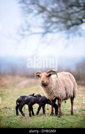 Manx Loaghtan Schafe mit ihren Lämmern Frühling Wiltshire UK Stockfoto