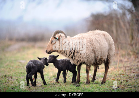 Manx Loaghtan Schafe mit ihren Lämmern Frühling Wiltshire UK Stockfoto