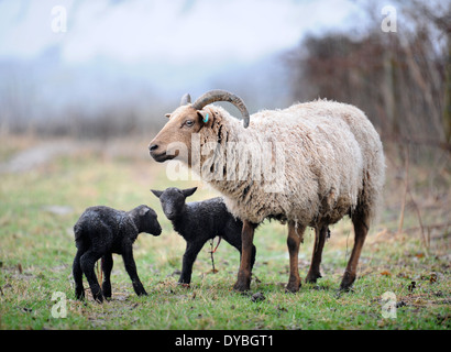 Manx Loaghtan Schafe mit ihren Lämmern Frühling Wiltshire UK Stockfoto