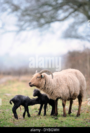 Manx Loaghtan Schafe mit ihren Lämmern Frühling Wiltshire UK Stockfoto