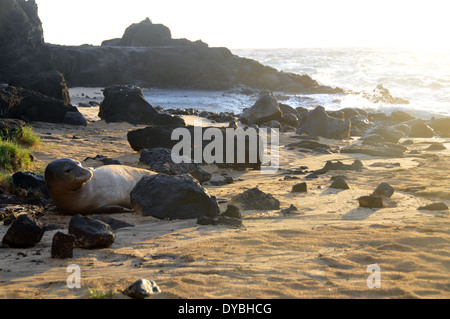 Hawaiianische Mönchsrobbe liegt am Strand, Neomonachus Schauinslandi, endemisch, vom Aussterben bedrohte Arten, Halona Cove, Hawaii Stockfoto