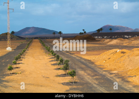 Landschaft zwischen Uga und Yaiza, Gemeinde Yaiza, Lanzarote, Kanarische Inseln, Spanien, Europa Stockfoto