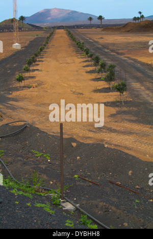 Landschaft zwischen Uga und Yaiza, Gemeinde Yaiza, Lanzarote, Kanarische Inseln, Spanien, Europa Stockfoto