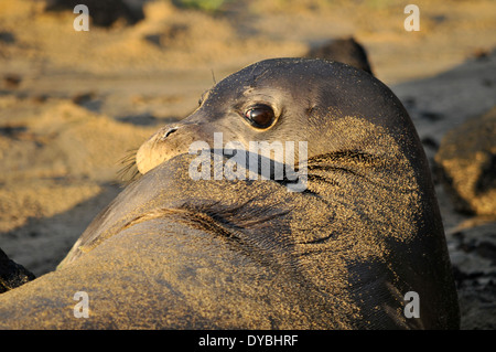 Hawaiianische Mönchsrobbe liegt am Strand, Neomonachus Schauinslandi, endemisch, vom Aussterben bedrohte Arten, Halona Cove, Hawaii Stockfoto