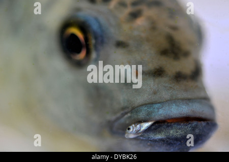 Erwachsenen mit ein Braten im Mund, Mosambik Tilapia, Oreochromis Mossambicus, Oahu, Hawaii, USA Stockfoto