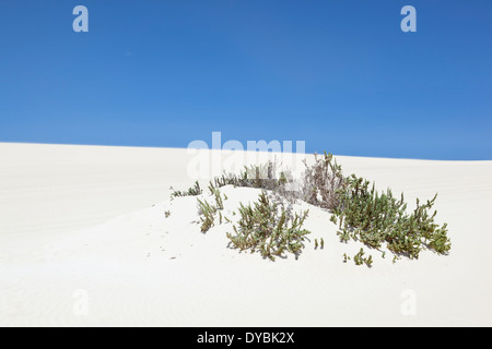 Dunas de Corralejo auf Fuerteventura, Wüste einige wie Sanddünen in der Nähe der Küste. Stockfoto