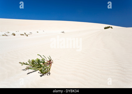 Dunas de Corralejo auf Fuerteventura, Wüste einige wie Sanddünen in der Nähe der Küste. Stockfoto