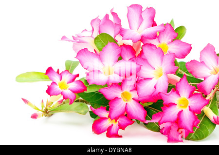 Blüte Rot Blume, Desert Rose-Impala Lily-Mock Azalee Stockfoto
