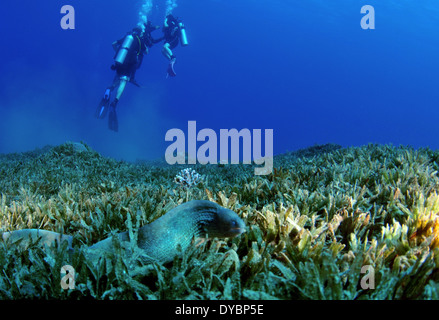 Taucher und Riesen Muräne Gymnothorax Javanicus am Meer Rasen Bett, Golf von Aqaba, Rotes Meer, Jordanien Stockfoto