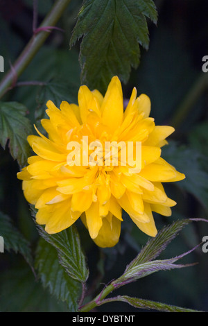 Kerria Japonica 'Pleniflora' Blume. Stockfoto