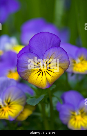 Viola 'Morpho' Blumen. Stockfoto