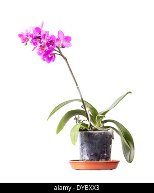 Inländische rosa Orchidee Blume im Topf, isoliert auf weiss Stockfoto