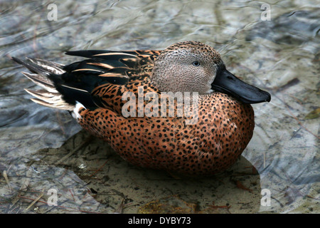 Männlichen rot Löffelente (Anas Platalea) close-up, Enten eine Dilettantismus, südliches Südamerika einheimischen Arten Stockfoto