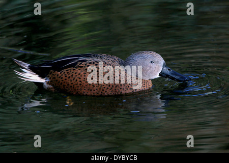 Schwimmen männliche argentinische rote Löffelente (Anas Platalea) Nahaufnahme Stockfoto