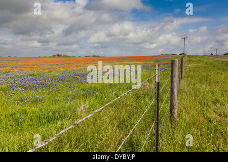 Field of Texas Bluebonnets und Indian Paintbrush Wildblumen in der Nähe von Whitehall, Texas. Stockfoto