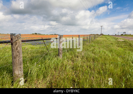 Field of Texas Bluebonnets und Indian Paintbrush Wildblumen in der Nähe von Whitehall, Texas. Stockfoto