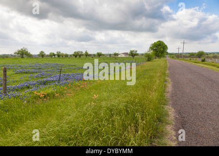 Feld der Wildblumen und Texas Bluebonnets in der Nähe von Whitehall, Texas. Stockfoto