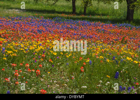 Fields of Texas Bluebonnets (Lupinus texensis), Indian Paintbrush (Castilleja indivisa) und Coreopsis Wildblumen in Independence, Texas. Stockfoto