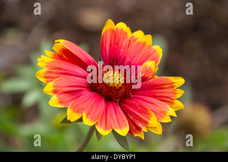 Indian Blanket (oder Blanketflower) Wildflower, Gaillardia pulchella, im Mercer Arboretum und Botanical Gardens in Spring, Texas. Stockfoto