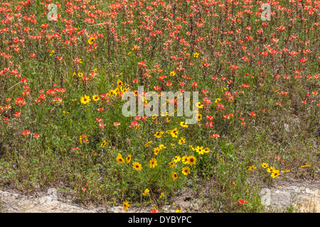 Feld der indischen Pinsel, Coreopsis und andere Wildblumen im Old Baylor College Park in Independence, Texas. Stockfoto