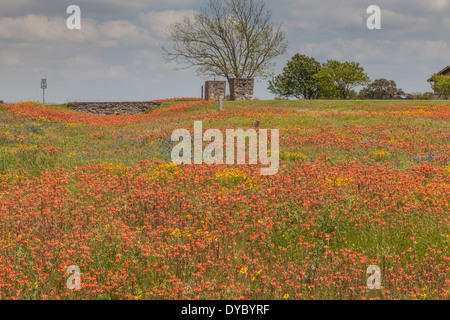 Bereich der Indian Paintbrush und anderen Wildblumen am alten Baylor College Park in Unabhängigkeit, Texas. Stockfoto